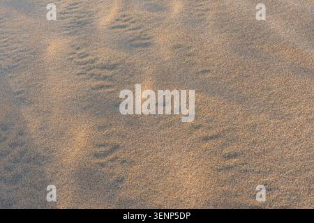 Une vue en grand angle de la texture granulaire détaillée et des ondulations de vent fines sur une dune de sable du désert ensoleillée au Qatar. Banque D'Images