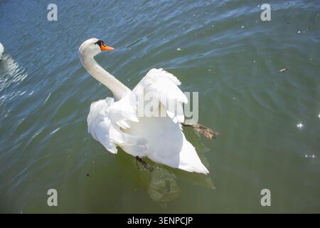 Cette photographie spectaculaire capture un grand cygne blanc muet se déplaçant activement sur une surface de rivière verdâtre pendant une journée ensoleillée. L'angle de la caméra est pris d'un point de vue élevé en regardant vers le bas Banque D'Images