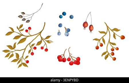 branches avec rowan, viburnum, baies de rose musquée, fruits bleus et gousses de graines séchées. Illustration aquarelle. Un ensemble de plantes forestières d'automne, isolées sur b Banque D'Images
