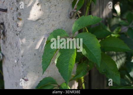 Gros plan de feuilles vertes éclatantes escaladant un mur de béton texturé avec la lumière du soleil projetant des ombres douces, créant une atmosphère naturelle et sereine. Banque D'Images