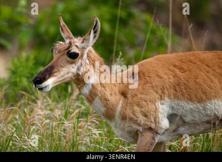 Pronghorn antilope pâturant dans un champ herbeux avec un feuillage vert doux en arrière-plan Banque D'Images