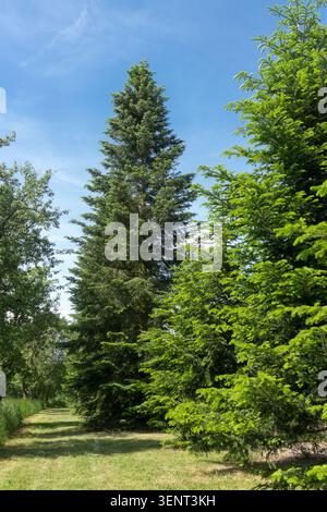 European Silver Fir Abies alba le long d'un chemin herbeux dans un parc d'été Banque D'Images