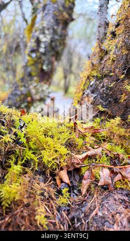 Mousse verte vibrante sur le sol de la forêt avec fond bokeh Banque D'Images