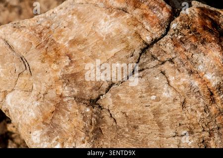 Vue rapprochée de la texture détaillée et de la structure cristalline d'un tronc d'arbre fossilisé en bois pétrifié. Banque D'Images