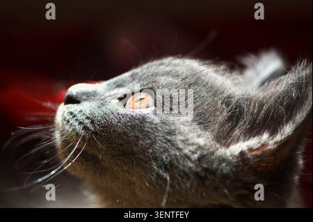 Profil macro dramatique d'un chaton bleu russe regardant vers le haut, soulignant sa fourrure grise douce, ses moustaches et les détails des yeux dans une lumière chaude. Banque D'Images