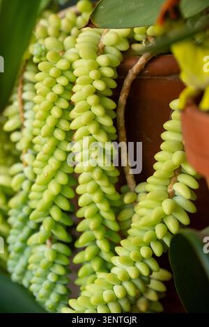 Sedum morganianum, la queue d'âne ou queue de burro, est une espèce de plante à fleurs de la famille des Crassulaceae, originaire du sud du Mexique Banque D'Images