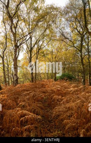 Fougères bracken (Pteridium aquilinum) qui deviennent brunes dans un environnement boisé à Humbie Woods, Fife, Écosse Banque D'Images