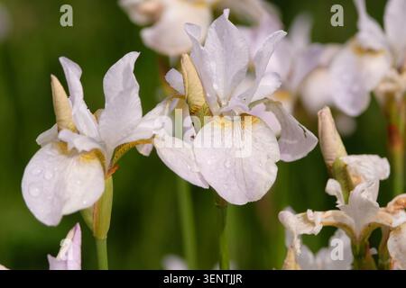 Iris sibérien blanc « Hohe Warte » en fleur. Banque D'Images