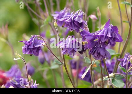 Violet double Aquilegia vulgaris, Columbine, en fleur. Banque D'Images