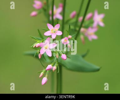 Centaurium erythraea (centaurie commune) poussant dans un champ Banque D'Images