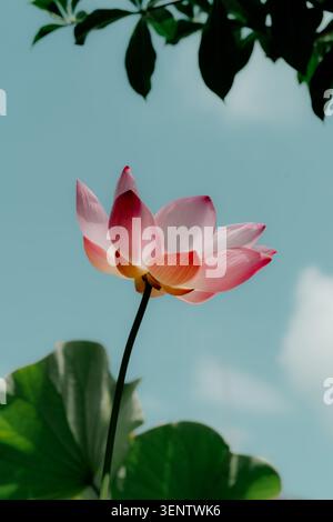 Une fleur sacrée de Lotus Nelumbo est en fleur. Isolé par un beau ciel bleu. Prise de vue à angle bas. Contexte religieux Banque D'Images