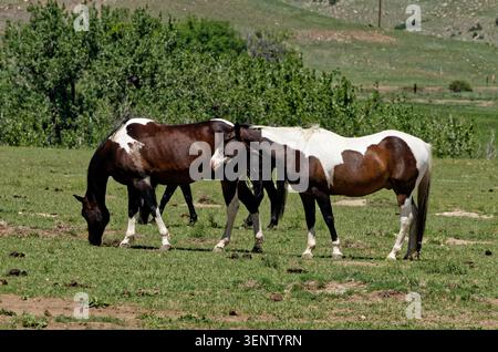 Deux chevaux de peinture marron et blanc paissant dans un champ herbeux du Dakota du Sud Banque D'Images