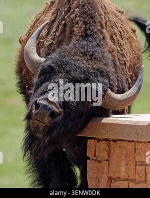 Portrait en gros plan d'un bison shaggy reposant sa tête sur un mur de pierre Banque D'Images