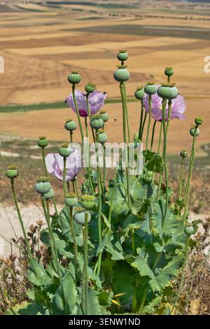Gros plan de gousses de pavot à opium (Papaver somniferum) et de fleurs violettes pâles surplombant les champs agricoles. Banque D'Images