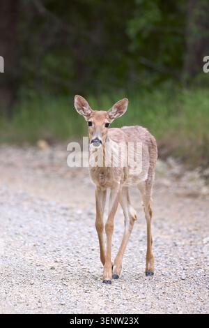Un petit cerf à queue blanche se tient sur la route regardant la caméra le long du col de la lune dans le nord de l'Idaho. Banque D'Images