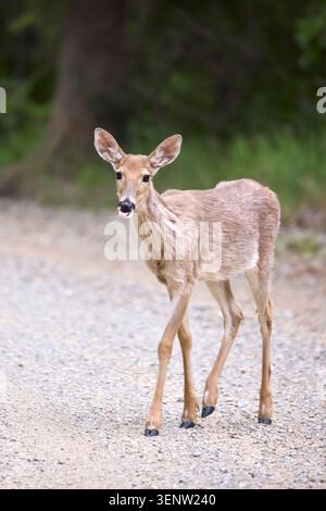 Un petit cerf à queue blanche se tient sur la route regardant la caméra le long du col de la lune dans le nord de l'Idaho. Banque D'Images