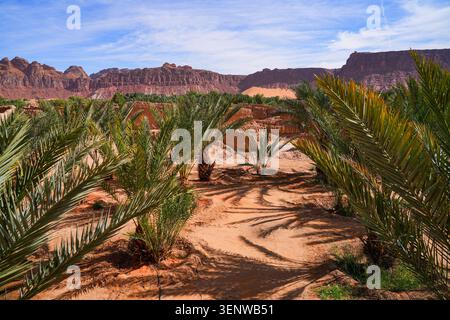 Palmiers dattiers luxuriants dans l'oasis historique d'Alula, Arabie Saoudite Banque D'Images