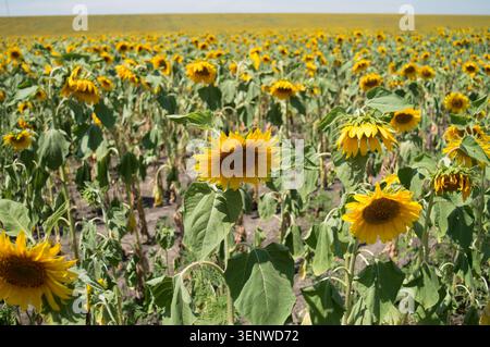Tournesols touchés par la sécheresse. Un champ avec des plantes de tournesol fanées séchées. Les cultures meurent dans un champ sans pluie. Concept de réchauffement climatique. Sélect. F Banque D'Images
