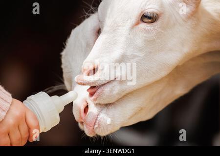 Deux chèvres blanches se nourrissant de biberon de lait tenu à la main, gros plan de muselières, yeux ambrés, élevage de la main de ferme Banque D'Images