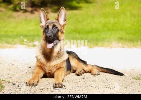 Berger allemand de six mois posant dans le parc Banque D'Images