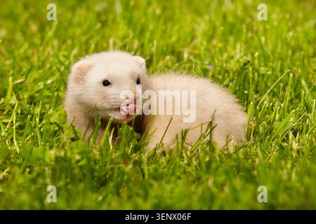 Furet bébé vieux d'environ cinq semaines de détente sur l'herbe d'été Banque D'Images