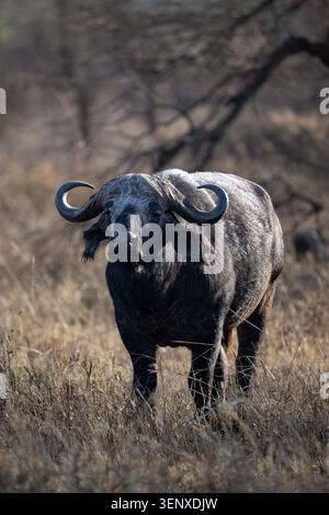 Buffalo solitaire du Cap debout dans les prairies sèches pendant l'heure d'or dans le parc national du Serengeti, Tanzanie. Banque D'Images