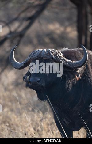 Gros plan d'un buffle du Cap avec un pic à bec rouge dans le parc national du Serengeti, en Tanzanie. Banque D'Images