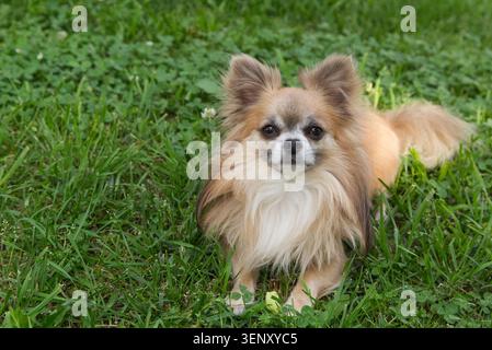 Chihuahua à poil long de fauve bleu couché dans l'herbe Banque D'Images