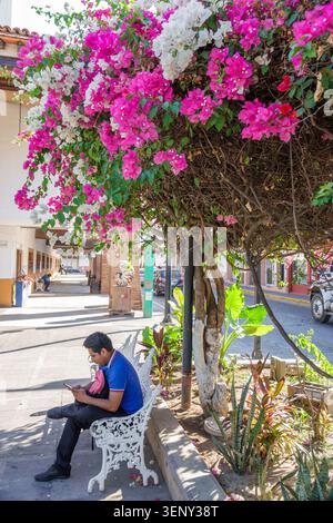 Puerto Vallarta Mexique, fleurs de bougainvilliers, fleurs roses, fleurs blanches, vigne à fleurs, jardin tropical, plante ornementale, banc de rue, homme utilisant intelligent Banque D'Images