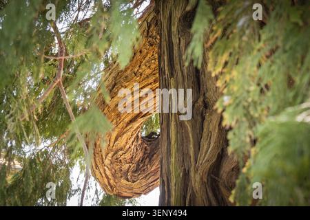 Détail, tronc et branche d'un vieux cèdre, jardin, Médicis Villa Poggio a Caiano, Province de Prato, Toscane, Italie Banque D'Images