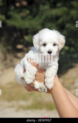 Maltipoo chiot posant. Petit chien maltais assis dans des mains humaines. Animal de compagnie familial. Chiot dans les mains de la femme. Petit chien. Chiot Maltipoo blanc Banque D'Images