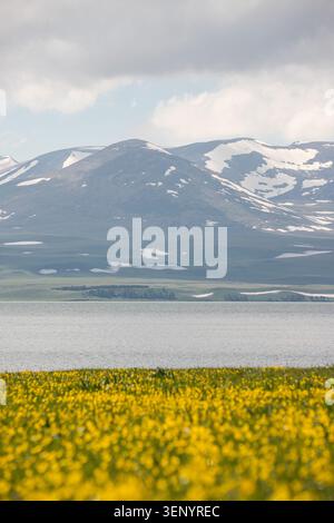 Pré de fleurs sauvages au printemps au lac Paravani avec montagnes volcaniques enneigées, Géorgie Banque D'Images