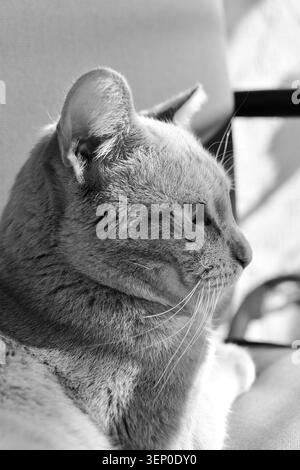 Profil en gros plan noir et blanc d'un chat tabby domestique, montrant un portrait d'animal dramatique avec un éclairage doux. Banque D'Images