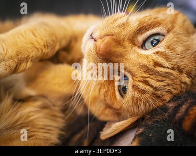 Portrait de chat au gingembre en gros plan avec des yeux verts et des détails de fourrure douce, montrant un animal domestique détendu. Banque D'Images