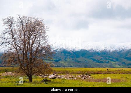 Otago, Nouvelle-Zélande : vue panoramique de voyage d'un arbre d'automne doré solitaire dans un pâturage d'herbe verte avec des sommets de montagne alpine recouverts de neige en arrière-plan Banque D'Images