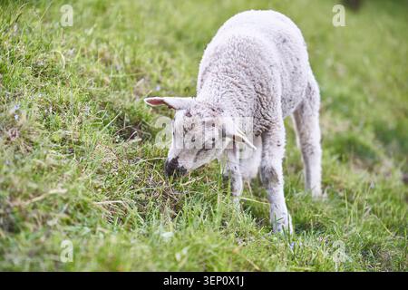Un jeune agneau pèle paisiblement sur des pâturages verdoyants dans une prairie printanière sur une ferme rurale. Banque D'Images