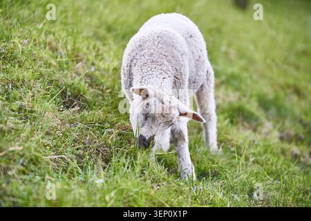 Un jeune agneau blanc pèle paisiblement sur une herbe de pâturage verte luxuriante sur une colline de ferme ensoleillée. Banque D'Images