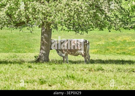 Une vache brune et blanche se tient à l'ombre fraîche d'un grand arbre dans une prairie ensoleillée. Banque D'Images