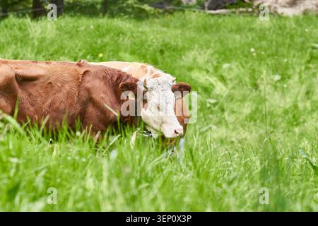 Deux bovins bruns et blancs paissent calmement dans une grande herbe verte d'un pâturage ensoleillé. Banque D'Images