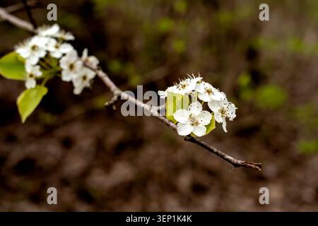 Fleurs de poires ornementales au début du printemps isolées sur un fond sombre. Banque D'Images