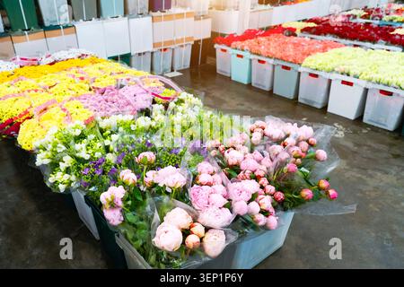 Pivoines, chrysanthèmes et roses dans des boîtes en plastique autres fleurs dans des boîtes en plastique transport, stockage à vendre dans des magasins de fleurs Banque D'Images