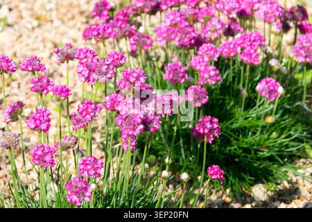 Fleurs roses de Sea Thrift Armeria maritima dans un gravier Banque D'Images