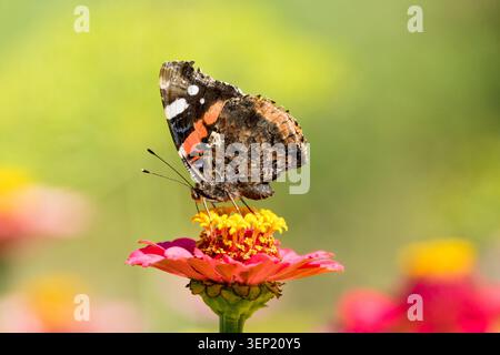 Papillon Amiral rouge Vanessa atalanta se nourrissant d'une fleur rose de Zinnia elegans dans un jardin d'été Banque D'Images