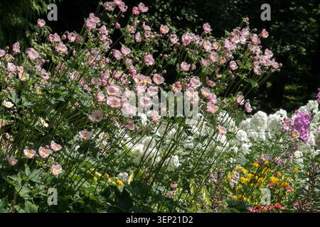 Fleurs roses d'anémone japonaise Anemone hupehensis var. Japonica dans un parterre de fleurs mélangé dans un jardin d'été Banque D'Images