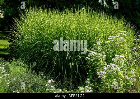 Feuillage panaché vert et jaune d'herbe de porc-épic Miscanthus sinensis 'Strictus' à côté de fleurs blanches dans un jardin d'été Banque D'Images