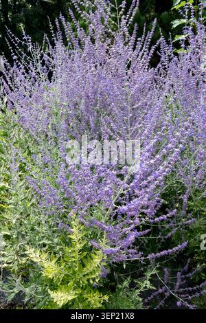 Fleurs violettes de sauge russe Salvia yangii dans un jardin d'été Banque D'Images