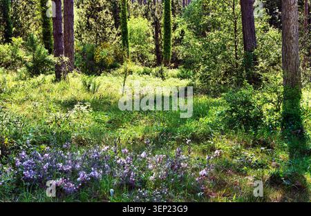 Prairie forestière baignée de soleil avec des pins, des fleurs sauvages et des sous-bois verdoyants. Banque D'Images
