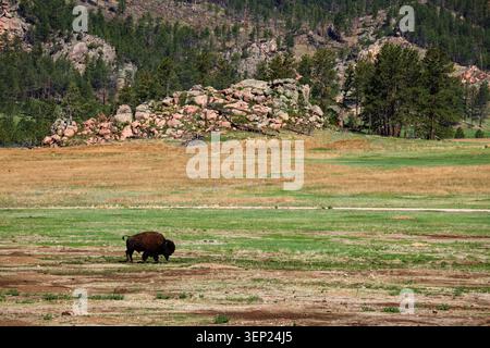 Les bisons isolés paissent dans une vaste prairie avec des collines rocheuses et une forêt de pins en toile de fond Banque D'Images