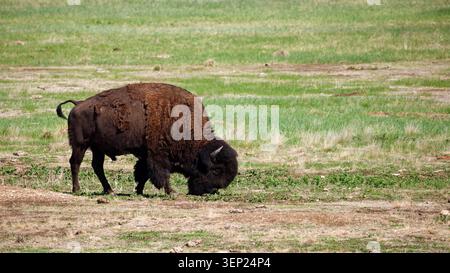 Bison américain pâturant dans un champ herbeux du Dakota du Sud Banque D'Images