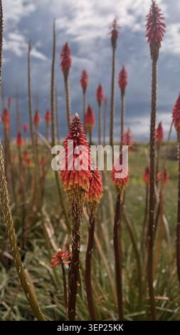 Gros plan de fleurs de Kniphofia uvaria fleurissant dans un champ contre un ciel nuageux dramatique Banque D'Images